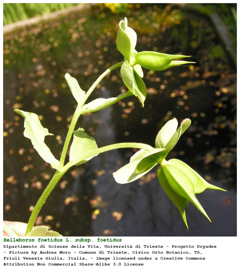 Helleborus foetidus L. subsp. foetidus